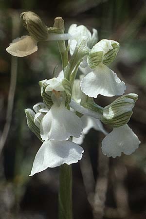 Anacamptis morio \ Salep-Knabenkraut, Kleines Knabenkraut / Green-Winged Orchid (Farbvariante / Color-Variant), I  Promontorio del Gargano, Foresta Umbra 1.5.1985 