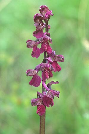 Anacamptis morio \ Salep-Knabenkraut, Kleines Knabenkraut / Green-Winged Orchid, I  Friaul/Friuli, Tagliamento Tal / Valley 15.5.2004 