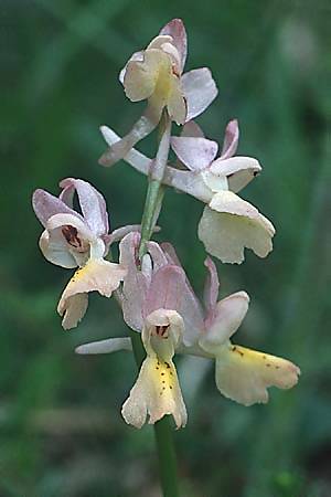 Orchis mascula x pauciflora, I   Abruzzen/Abruzzo 5.5.1989 