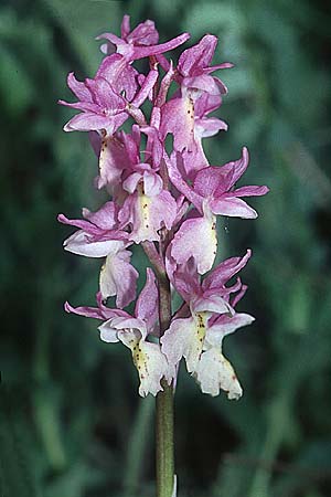 Orchis mascula x pauciflora, I   Assisi, Monte Subasio 17.5.2005 