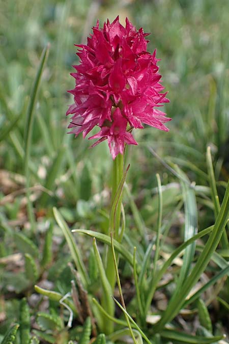 Nigritella dolomitensis \ Dolomiten-Kohlröschen / Dolomites Vanilla Orchid, I  Südtirol, Plätzwiese 5.7.2022 