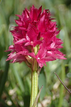 Nigritella dolomitensis \ Dolomiten-Kohlröschen / Dolomites Vanilla Orchid, I  Südtirol, Plätzwiese 5.7.2022 