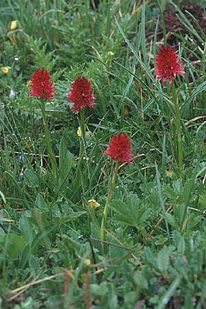 Nigritella dolomitensis \ Dolomiten-Kohlröschen, I  Fanes 10.7.1999 