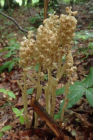 Neottia nidus-avis \ Vogel-Nestwurz / Bird's-Nest Orchid, I  Alpi Bergamasche, Seriana-Valpiana 6.6.2017 