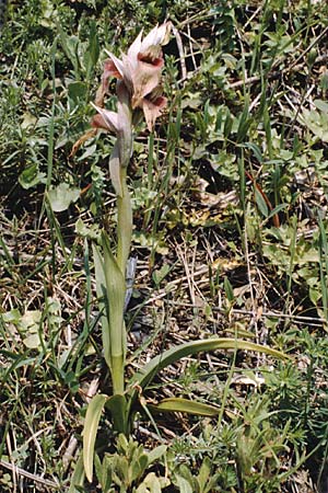 Serapias neglecta \ Verkannter Zungenständel, I  Pontremoli 2.5.1986 