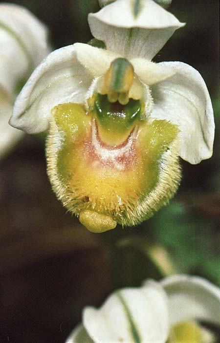 Ophrys neglecta farbvariante_color-variant \ Italienische Wespen-Ragwurz / Italian Sawfly Orchid, I  Kalabrien/Calabria, Morano Calabro 15.5.1984 (Photo: Jan & Liesbeth Essink)