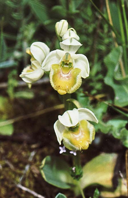 Ophrys neglecta farbvariante_color-variant \ Italienische Wespen-Ragwurz / Italian Sawfly Orchid, I  Kalabrien/Calabria, Morano Calabro 15.5.1984 (Photo: Jan & Liesbeth Essink)