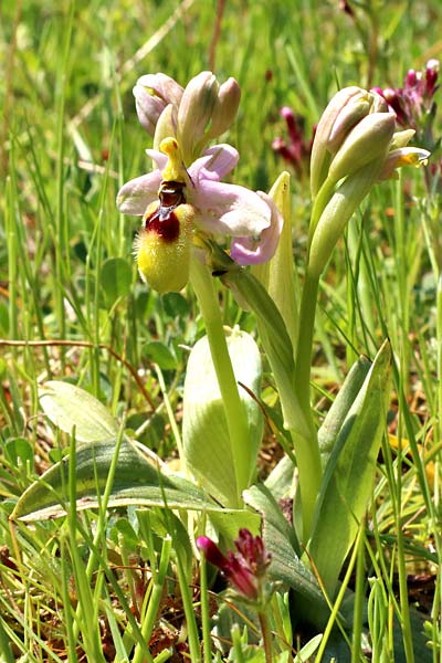 Ophrys neglecta \ Italienische Wespen-Ragwurz / Italian Sawfly Orchid, I  Rom /  Rome 8.4.2021 (Photo: Enzo Lanza)