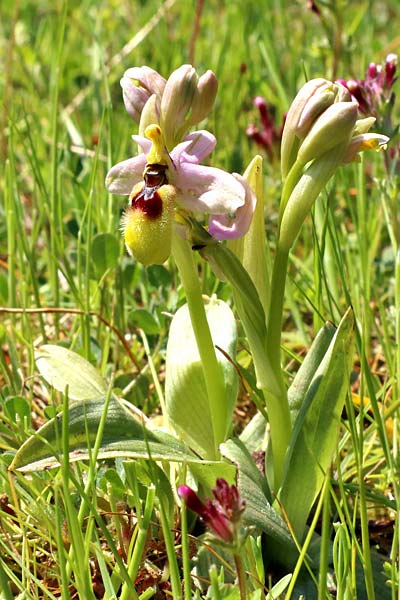 [click] Ophrys neglecta, I   Rom  / Rome 8.4.2021 (Photo: Enzo Lanza)