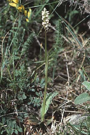 Neotinea maculata / Dense-flowered Orchid, I  Promontorio del Gargano, San Giovanni Rotondo 2.5.1985 
