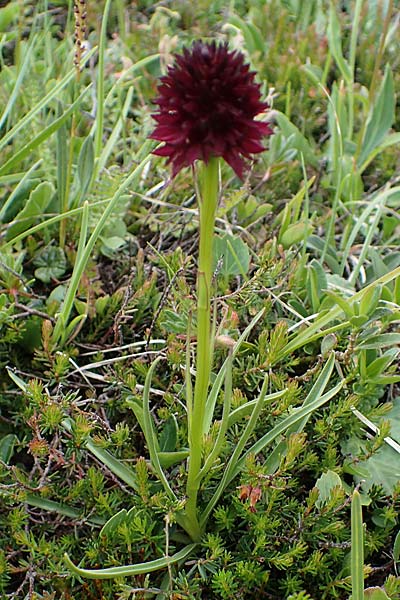 Nigritella rhellicani \ Schwarzes Kohlröschen / Vanilla Orchid, I  Südtirol, Plätzwiese 5.7.2022 