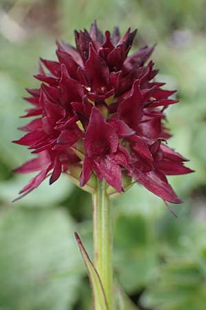 Nigritella rhellicani \ Schwarzes Kohlröschen, I  Südtirol, Plätzwiese 5.7.2022 