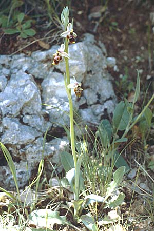 Ophrys oestrifera subsp. montis-gargani \ Gargano-Ragwurz / Gargano Orchid, I  Promontorio del Gargano, Mattinata 30.4.1985 