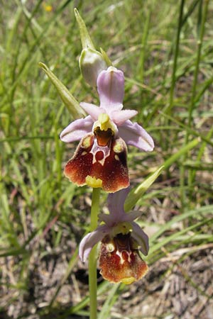 Ophrys holoserica subsp. lorenae \ Lorena-Hummel-Ragwurz, I  Liguria, Piana Crixia 21.5.2013 