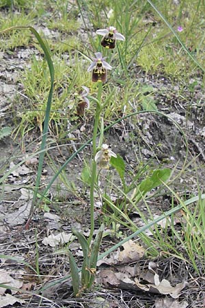 Ophrys holoserica subsp. lorenae \ Lorena-Hummel-Ragwurz, I  Liguria, Piana Crixia 21.5.2013 