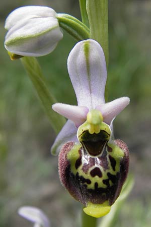 Ophrys holoserica subsp. lorenae \ Lorena-Hummel-Ragwurz, I  Liguria, Piana Crixia 21.5.2013 