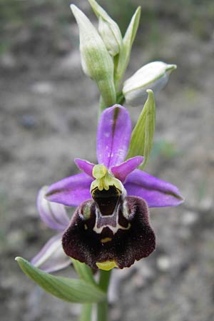 Ophrys holoserica subsp. lorenae \ Lorena-Hummel-Ragwurz, I  Liguria, Piana Crixia 21.5.2013 