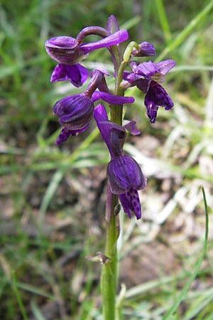 Anacamptis morio \ Salep-Knabenkraut, Kleines Knabenkraut / Green-Winged Orchid, I  Liguria, Toirano 20.5.2013 