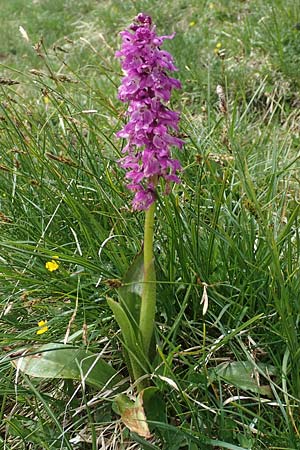 Orchis mascula \ Manns-Knabenkraut, Stattliches Knabenkraut / Early Purple Orchid, I  Alpi Bergamasche, Pizzo Arera 9.6.2017 