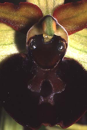 Ophrys majellensis, I  Abruzzen/Abruzzo Maiella 22.6.2000 (Photo: Helmut Presser)