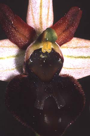 Ophrys majellensis \ Majella-Ragwurz, I  Abruzzen Maiella 22.6.2000 (Photo: Helmut Presser)