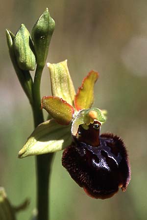 Ophrys majellensis, I  Abruzzen/Abruzzo Maiella 22.6.2000 (Photo: Helmut Presser)