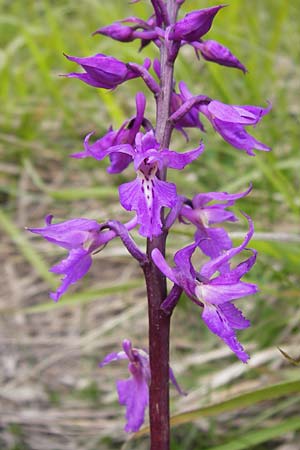 Orchis mascula subsp. speciosa \ Prächtiges Knabenkraut / Splendid Early Purple Orchid, I  Liguria, Monte Beigua 24.5.2013 