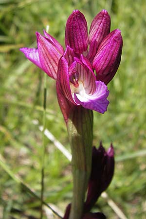 Anacamptis papilionacea subsp. septentrionalis \ Nördliches Schmetterlings-Knabenkraut / Northern Butterfly Orchid, I  Liguria, Toirano 20.5.2013 