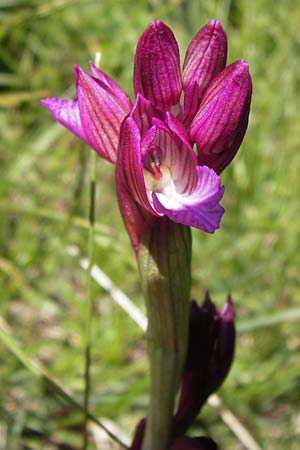 Anacamptis papilionacea subsp. septentrionalis \ Nördliches Schmetterlings-Knabenkraut, I  Liguria, Toirano 20.5.2013 