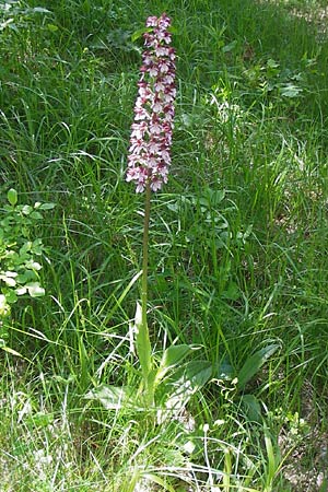 Orchis purpurea \ Purpur-Knabenkraut / Lady Orchid, I  Liguria, Piana Crixia 21.5.2013 