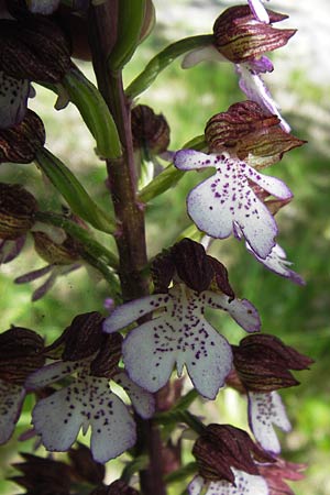 Orchis purpurea \ Purpur-Knabenkraut / Lady Orchid, I  Liguria, Piana Crixia 21.5.2013 