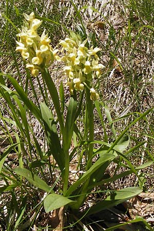 Orchis pallens \ Bleiches Knabenkraut, Blasses Knabenkraut / Pale-flowered Orchid, I  Liguria, Monte Beigua 24.5.2013 