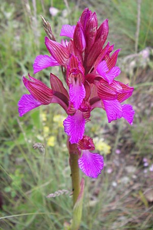 Anacamptis papilionacea subsp. septentrionalis \ Nördliches Schmetterlings-Knabenkraut / Northern Butterfly Orchid, I  Liguria, Loano 28.5.2013 