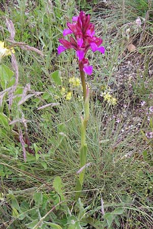 Anacamptis papilionacea subsp. septentrionalis \ Nördliches Schmetterlings-Knabenkraut, I  Liguria, Loano 28.5.2013 