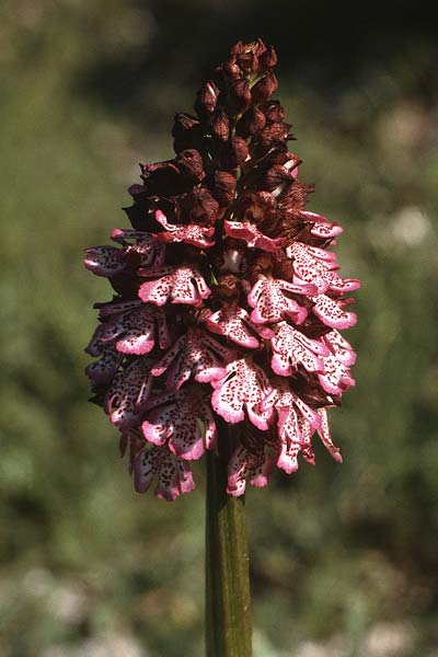 Orchis purpurea \ Purpur-Knabenkraut / Lady Orchid, I  Promontorio del Gargano 29.4.1985 