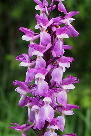 Orchis mascula \ Manns-Knabenkraut, Stattliches Knabenkraut / Early Purple Orchid, I  Liguria, Abbazia Borzone 20.5.2015 (Photo: Eugen Schaub)