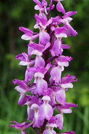 Orchis mascula \ Manns-Knabenkraut, Stattliches Knabenkraut, I  Liguria, Abbazia Borzone 20.5.2015 (Photo: Eugen Schaub)