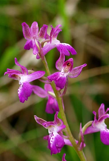 Orchis mascula x patens, I   Liguria, Abbazia Borzone 20.5.2015 (Photo: Eugen Schaub)