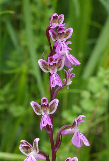 [click] Orchis patens, I   Liguria, Abbazia Borzone 20.5.2015 (Photo: Eugen Schaub)