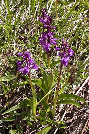 Orchis mascula subsp. speciosa \ Prächtiges Knabenkraut / Splendid Early Purple Orchid, I  Liguria, Molini di Triora 26.5.2013 