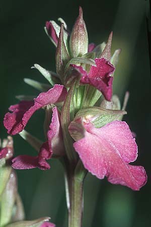 Anacamptis morio x Serapias neglecta, I   Liguria 29.4.2005 