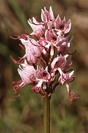 Orchis simia \ Affen-Knabenkraut / Monkey Orchid, I  Abruzzen/Abruzzo Rieti 3.5.1985 