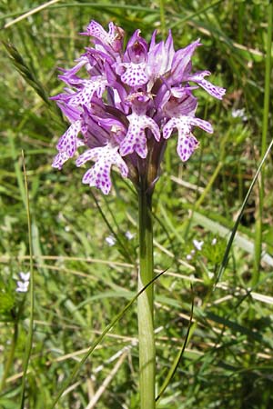 Neotinea tridentata \ Dreizähniges Knabenkraut / Toothed Orchid, I  Liguria, Toirano 20.5.2013 