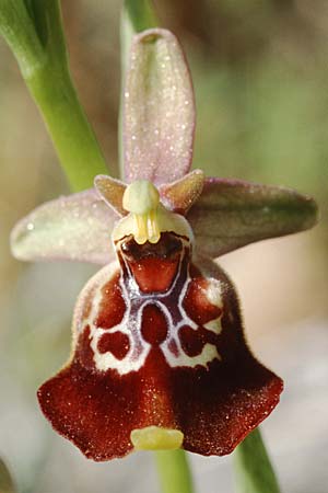 Ophrys oxyrrhynchos subsp. celiensis \ Apulische Schnabel-Ragwurz / Apulian Beak Bee Orchid, I  Apulien/Puglia Mottola 2.5.1998 