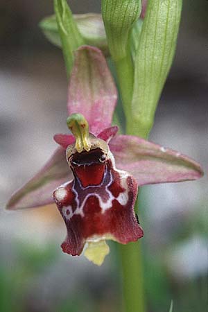 Ophrys oxyrrhynchos subsp. celiensis \ Apulische Schnabel-Ragwurz / Apulian Beak Bee Orchid, I  Apulien/Puglia, Martina Franca 23.4.2003 