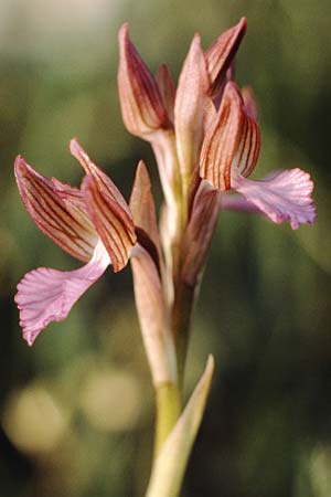 Anacamptis papilionacea subsp. septentrionalis \ Nördliches Schmetterlings-Knabenkraut, I  Gardasee, Manerba 9.5.1986 