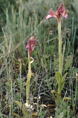 Anacamptis papilionacea subsp. septentrionalis \ Nördliches Schmetterlings-Knabenkraut, I  Gardasee, Manerba 10.5.1986 