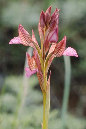 Anacamptis papilionacea subsp. septentrionalis \ Nördliches Schmetterlings-Knabenkraut / Northern Butterfly Orchid, I  Gardasee, Manerba /  Lago del Benaco, Manerba 10.5.1986 