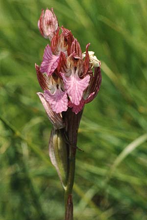 Anacamptis papilionacea subsp. septentrionalis \ Nördliches Schmetterlings-Knabenkraut / Northern Butterfly Orchid, I  Gardasee, Manerba /  Lago del Benaco, Manerba 3.6.1988 