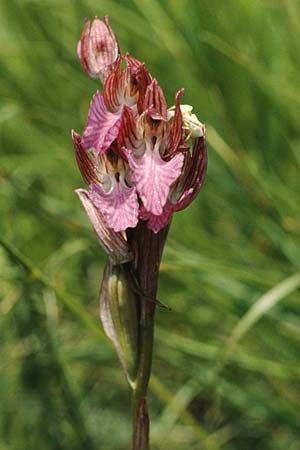 Anacamptis papilionacea subsp. septentrionalis \ Nördliches Schmetterlings-Knabenkraut, I  Gardasee, Manerba 3.6.1988 